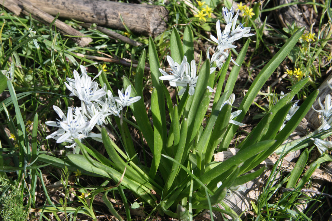 Изображение особи Scilla puschkinioides.