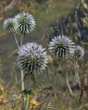 Echinops spinosissimus ssp. bithynicus