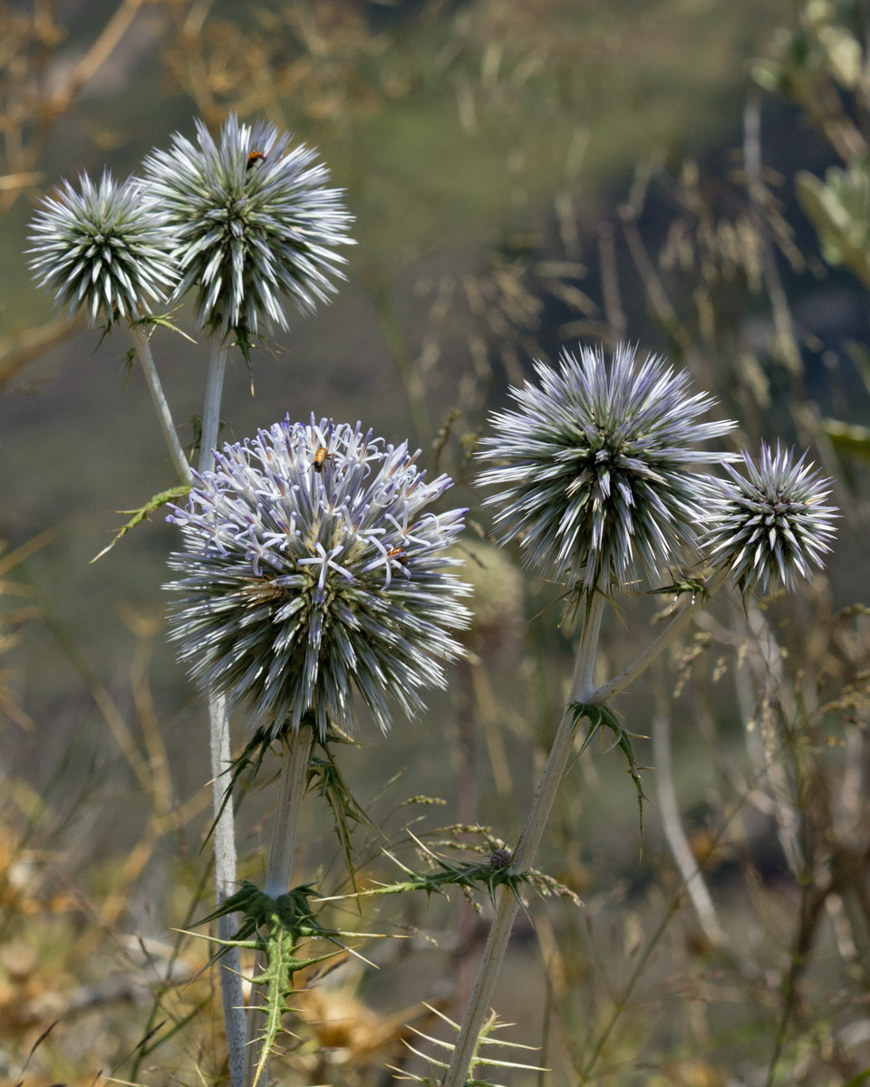 Image of Echinops spinosissimus ssp. bithynicus specimen.