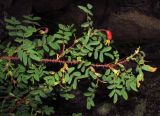 Rosa oxyacantha. Ветвь плодоносящего растения. Красноярский край, Ермаковский р-н, Западный Саян, хребет Кулумыс, урочище Каменный Город, курумник в кедровнике субальпийском, в расщелине скалы под карнизом. 23.07.2017.