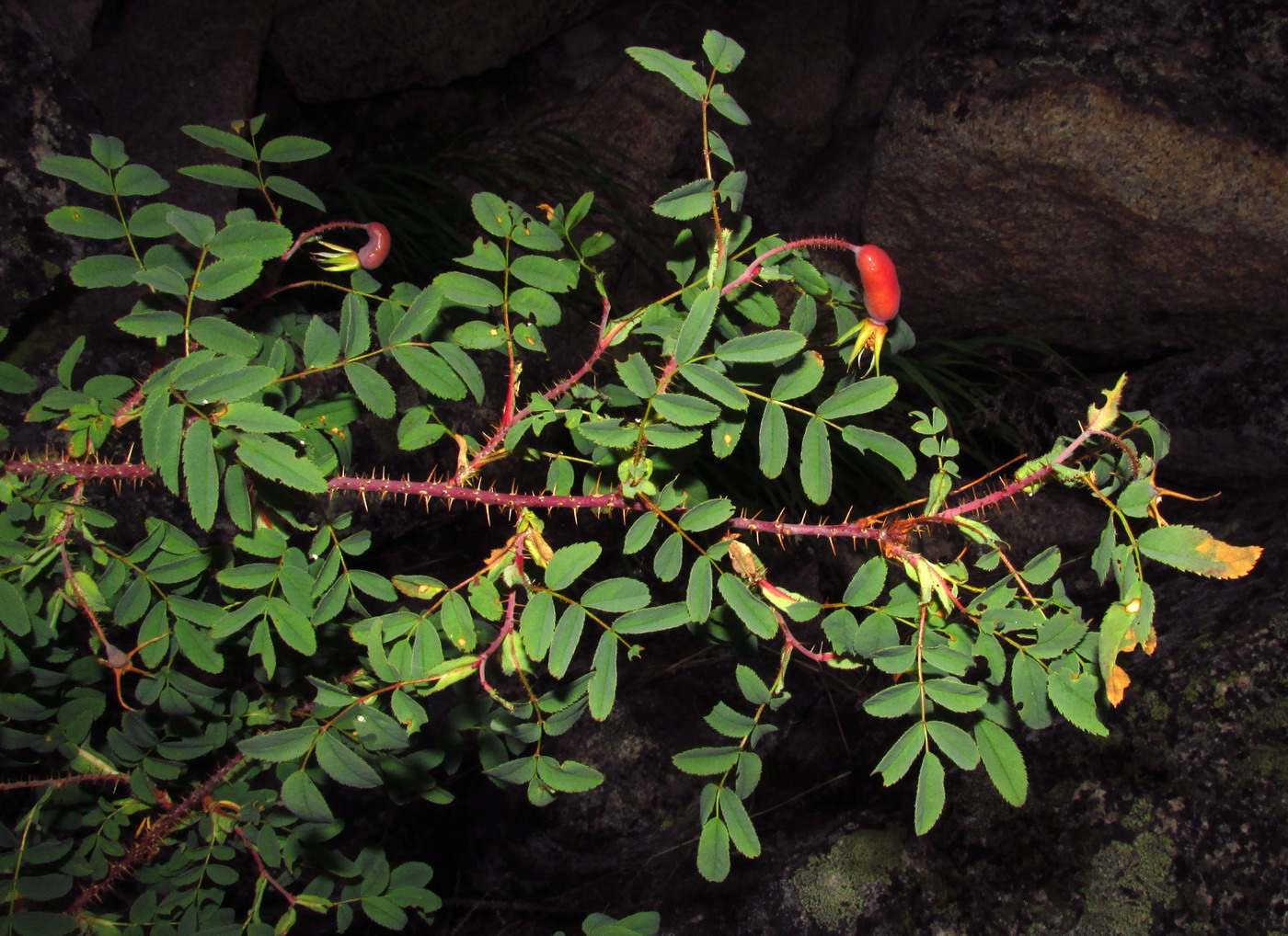 Image of Rosa oxyacantha specimen.