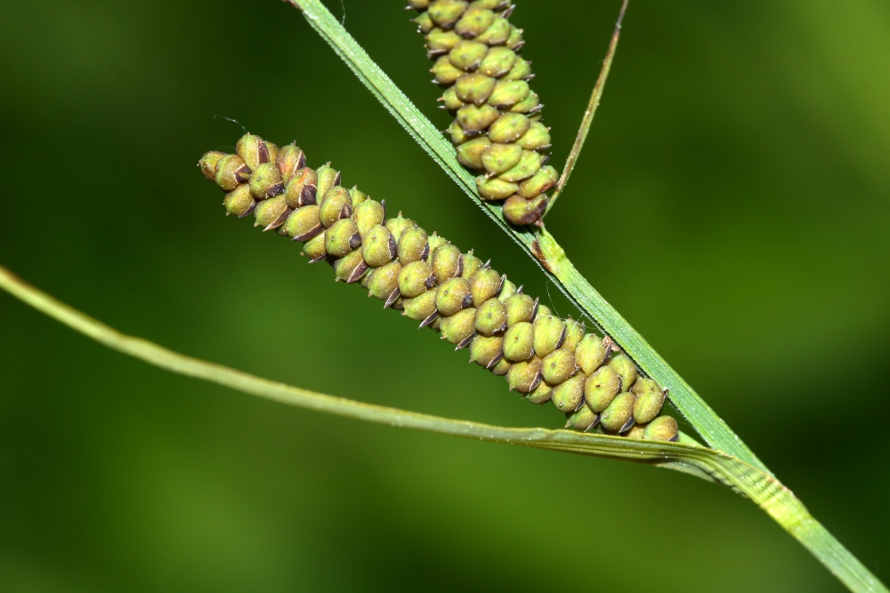 Image of Carex schmidtii specimen.