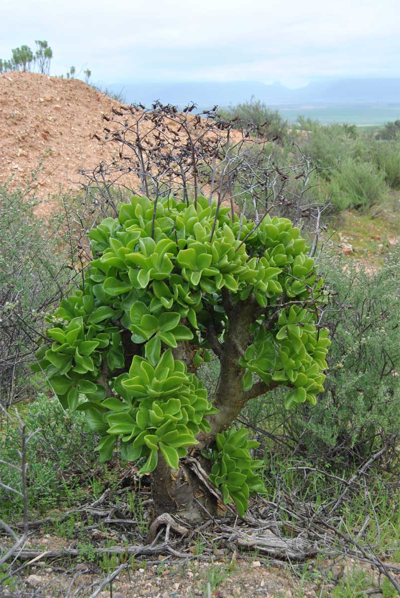 Изображение особи Tylecodon paniculatus.