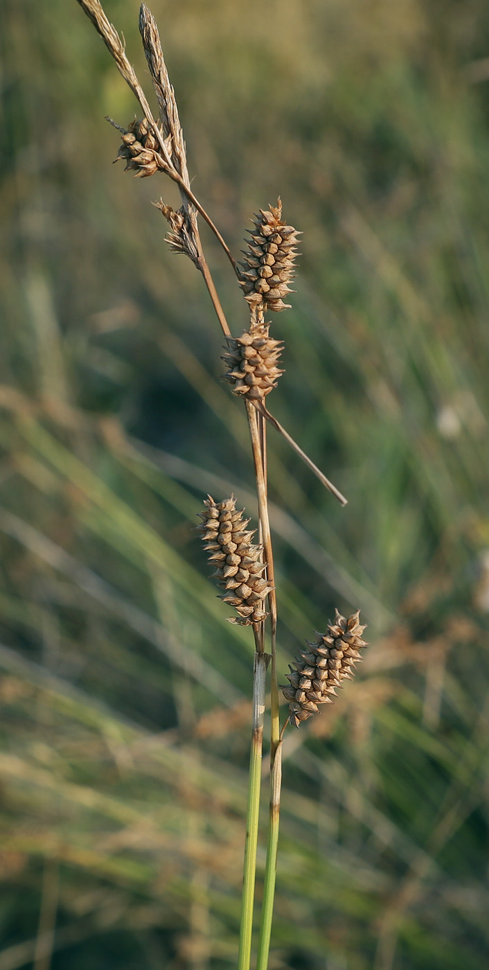 Image of Carex extensa specimen.