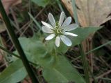 Myosoton aquaticum