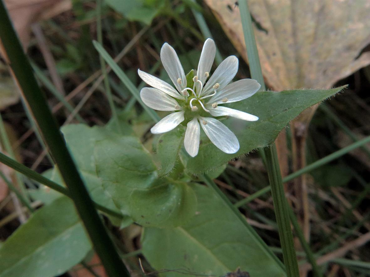 Изображение особи Myosoton aquaticum.