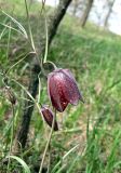 Fritillaria ruthenica. Цетущие растения. Украина, Черкасская обл., Каневский р-н, Региональный ландшафтный парк \"Трахтемиров\", среди кустарников. 24 апреля 2010 г.