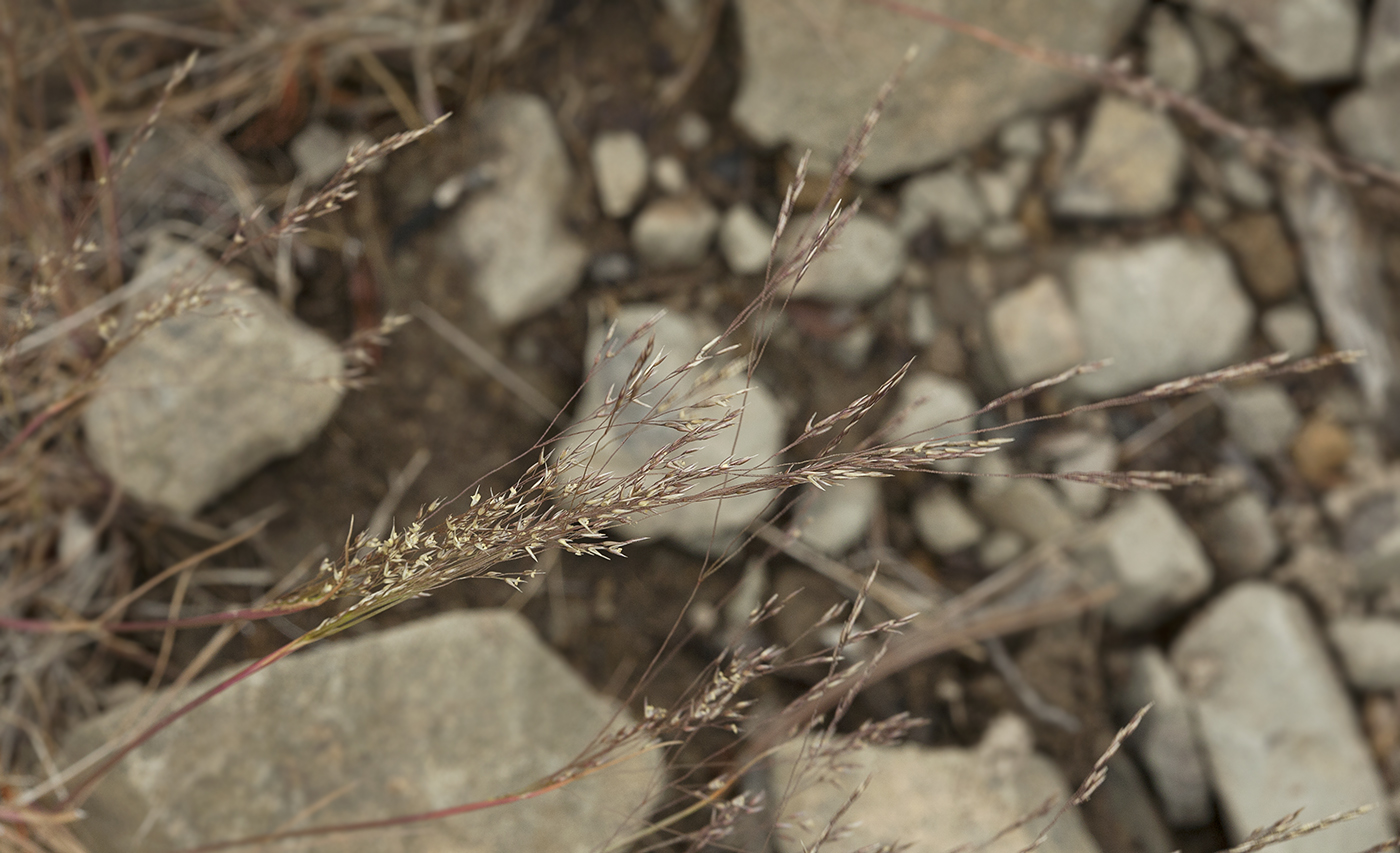 Изображение особи Agrostis scabra.