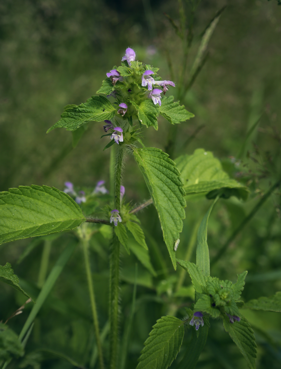 Изображение особи Galeopsis bifida.