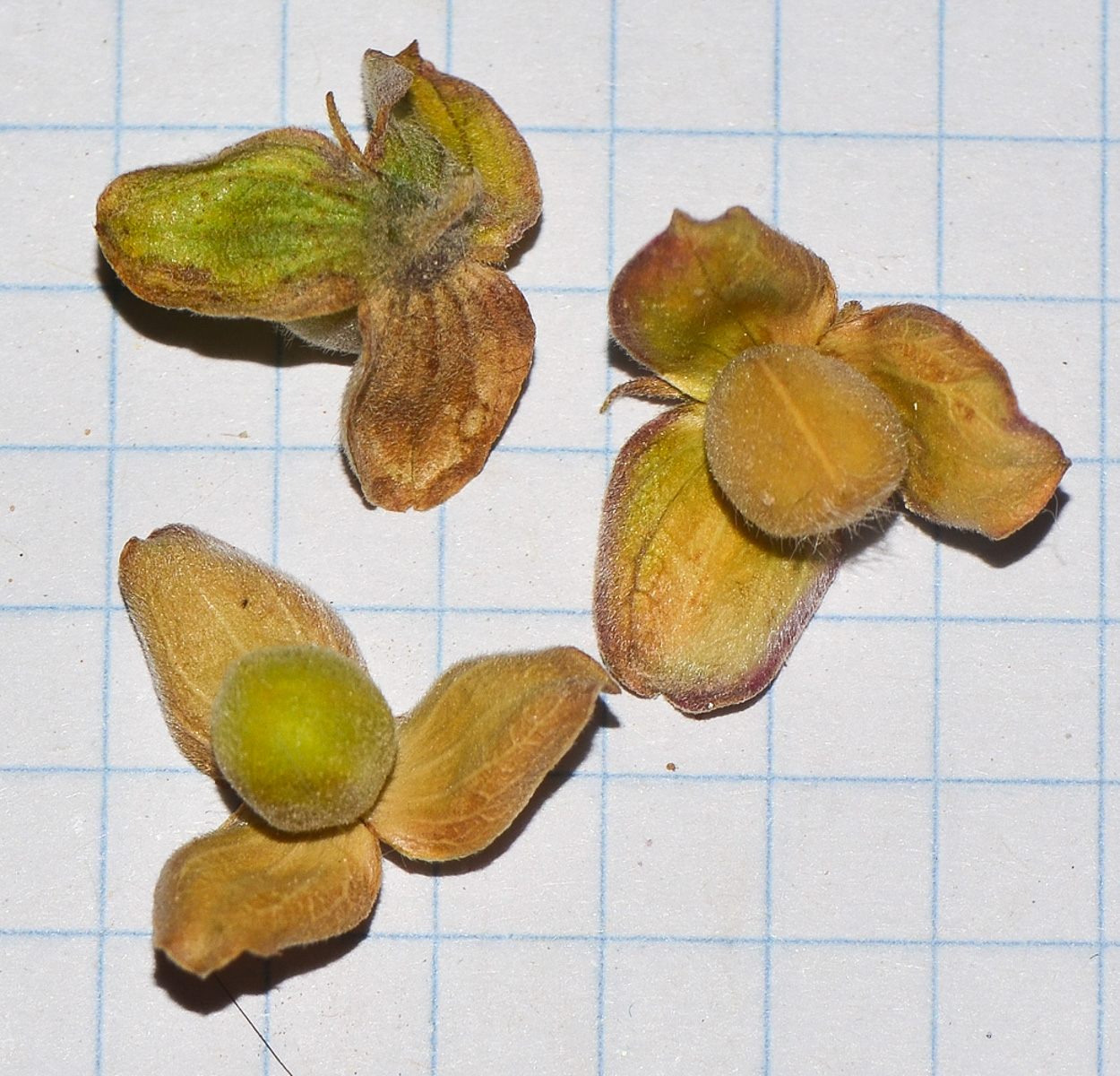 Image of Helianthemum salicifolium specimen.