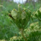 Heracleum sibiricum. Зонтичек с плодами. Свердловская обл., Североуральский городской округ, окр. пос. Крутой Лог, бывшая дер. Высотинка, опушка сосново-елового леса. 29.07.2017.