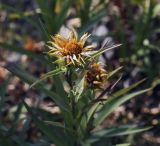 Inula ensifolia. Верхушка отцветающего растения. Крым, городской округ Ялта, Ай-Петринская яйла, обрывистый каменистый склон. 14.08.2017.