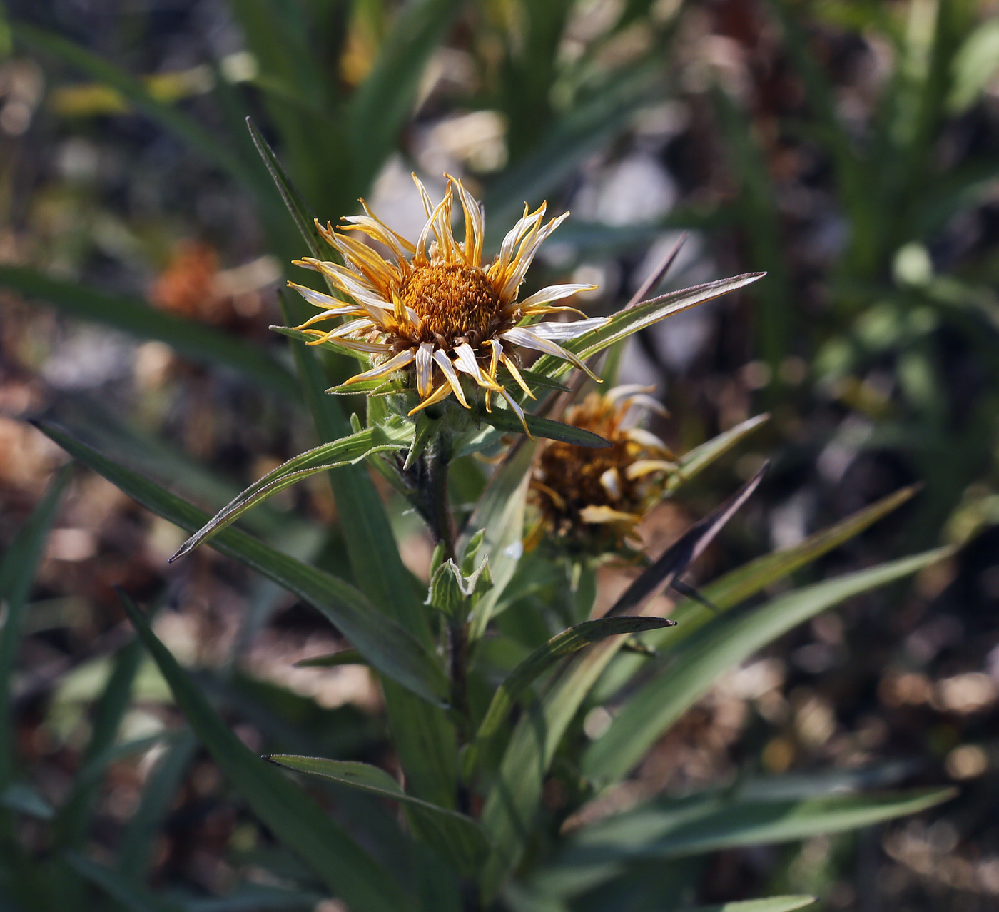 Изображение особи Inula ensifolia.