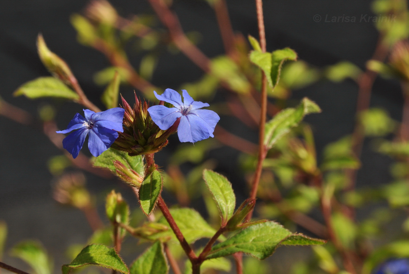 Image of Ceratostigma plumbaginoides specimen.