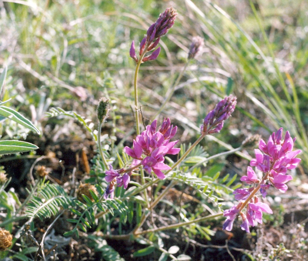 Image of Oxytropis teres specimen.