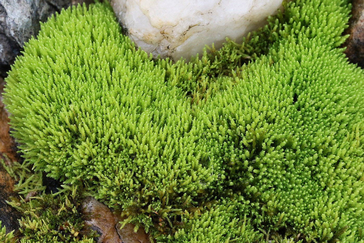 Image of genus Bryum specimen.