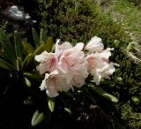 Rhododendron caucasicum. Цветки и листья. Кабардино-Балкария, Приэльбрусье, северный склон горы Чегет, 2700 м н.у.м. 08.07.2009.