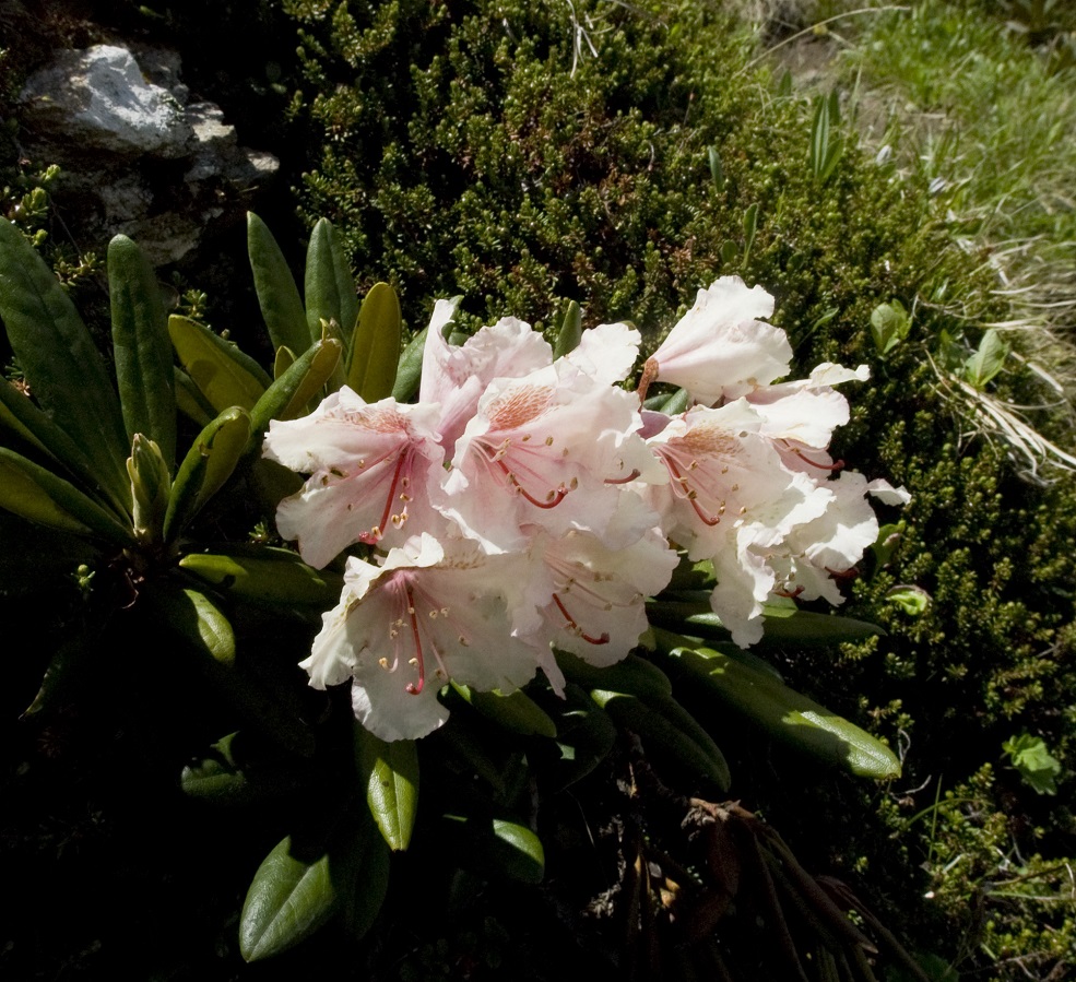 Изображение особи Rhododendron caucasicum.
