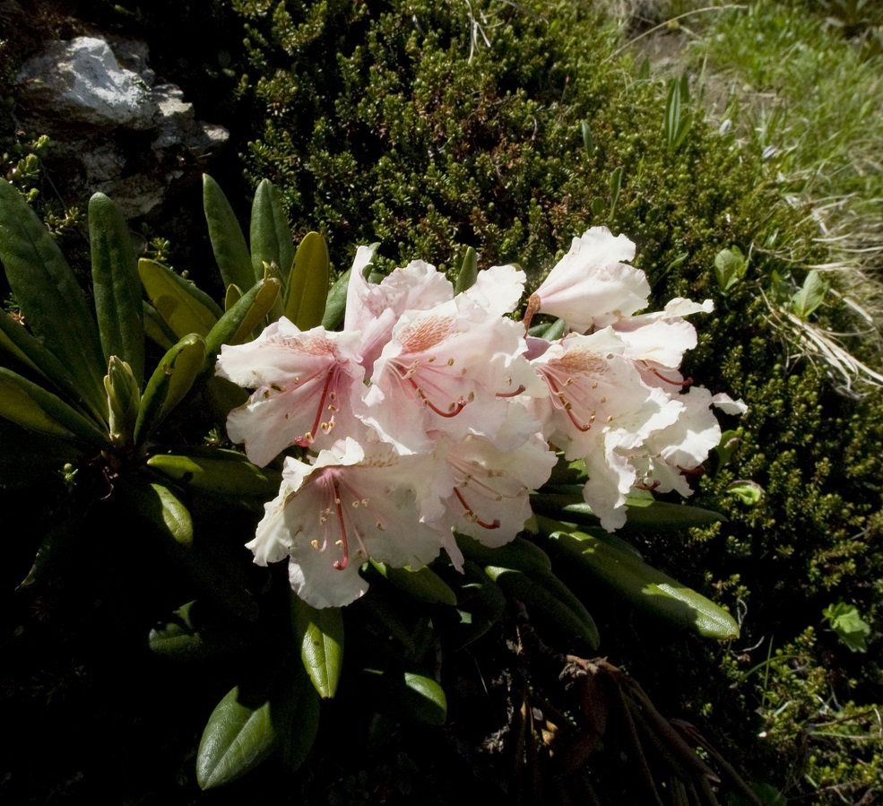 Image of Rhododendron caucasicum specimen.