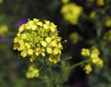 Sisymbrium loeselii. Соцветие с личинкой насекомого. Пермский край, г. Пермь, Свердловский р-н, кладбище \"Южное\", обочина асфальтовой дорожки. 01.08.2017.