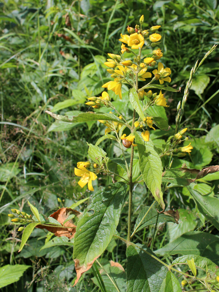 Изображение особи Lysimachia vulgaris.