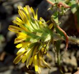 Taraxacum tenuisectum