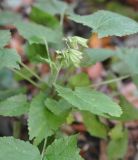 Salvia glutinosa. Верхушка отцветшего растения. Республика Адыгея, Майкопский р-н, окр. пос. Каменномостский (Хаджох), каньон ручья Аминовка. 31.10.2015.