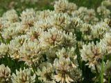 Trifolium repens. Соцветия. Магаданская обл., г. Магадан, побережье бухты Нагаева, окр. мкр-на Марчекан, у дороги. 19.07.2011.