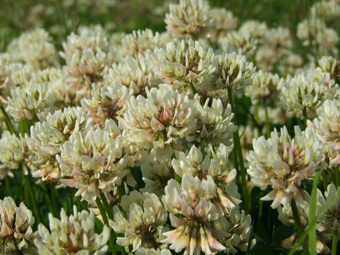 Изображение особи Trifolium repens.