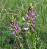 Polygala comosa