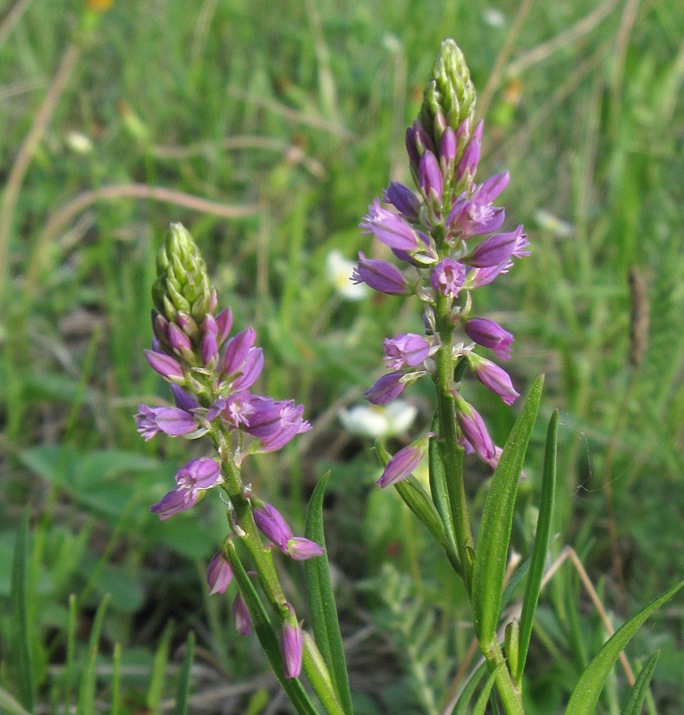 Image of Polygala comosa specimen.
