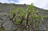 Brugmansia × candida. Цветущее растение. Перу, археологический комплекс Мачу-Пикчу. 13 марта 2014 г.