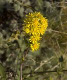 Solidago virgaurea ssp. caucasica