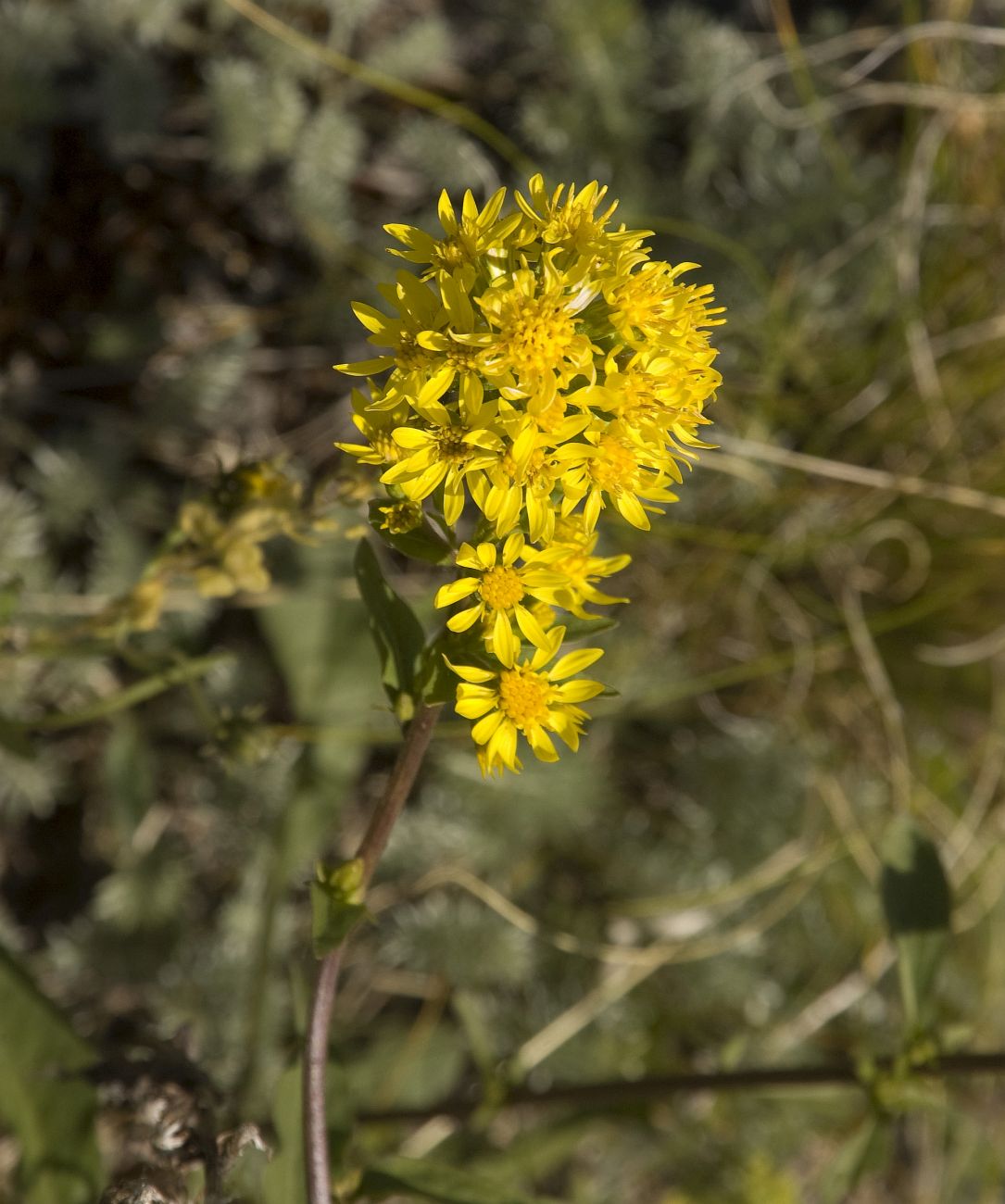 Image of Solidago virgaurea ssp. caucasica specimen.