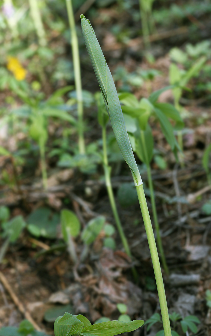 Изображение особи Polygonatum odoratum.