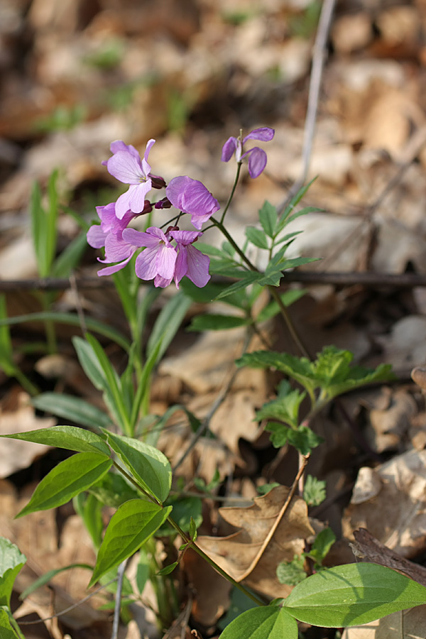 Image of Cardamine quinquefolia specimen.