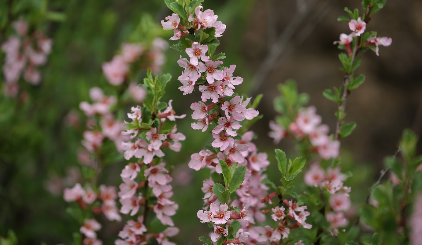 Изображение особи Cerasus tianshanica.