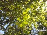 Platanus × acerifolia. Ветви дерева. Краснодарский край, г. Тихорецк. 12.05.2018.