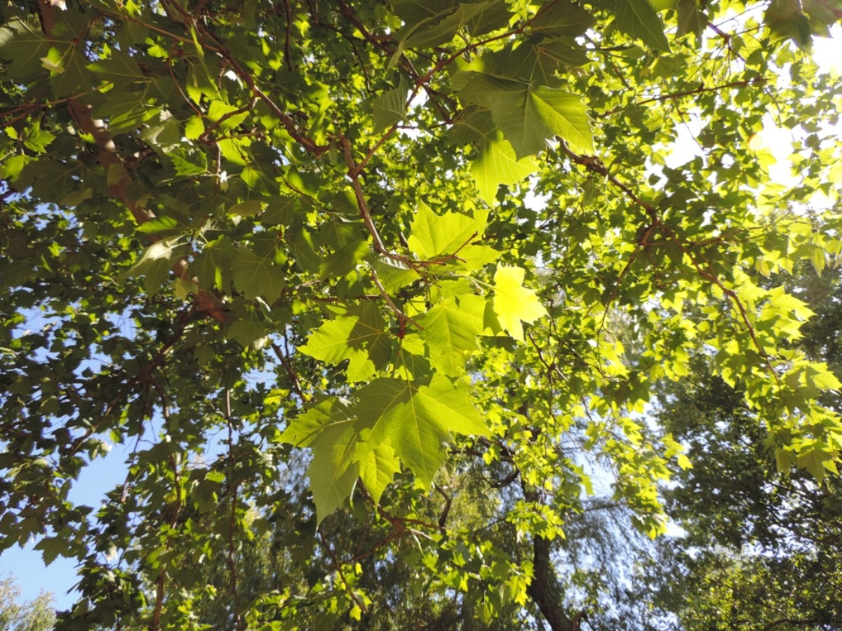 Image of Platanus &times; acerifolia specimen.