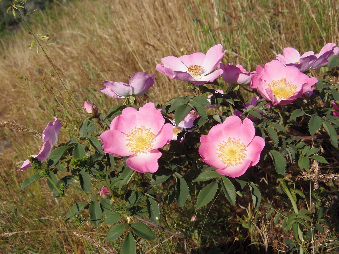 Image of genus Rosa specimen.
