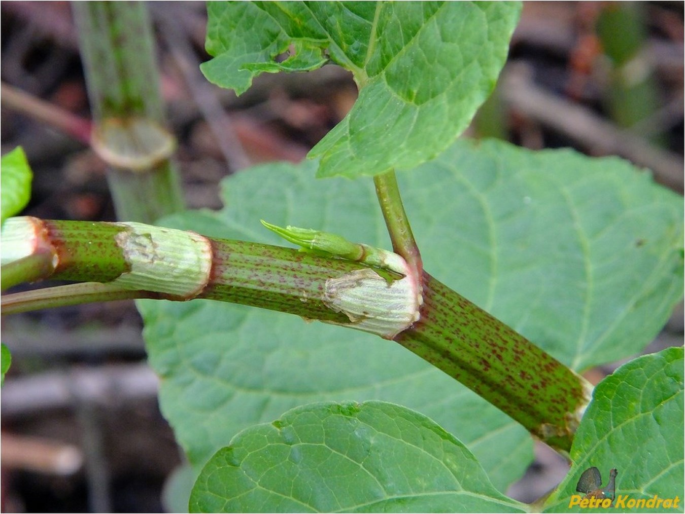 Image of Reynoutria japonica specimen.