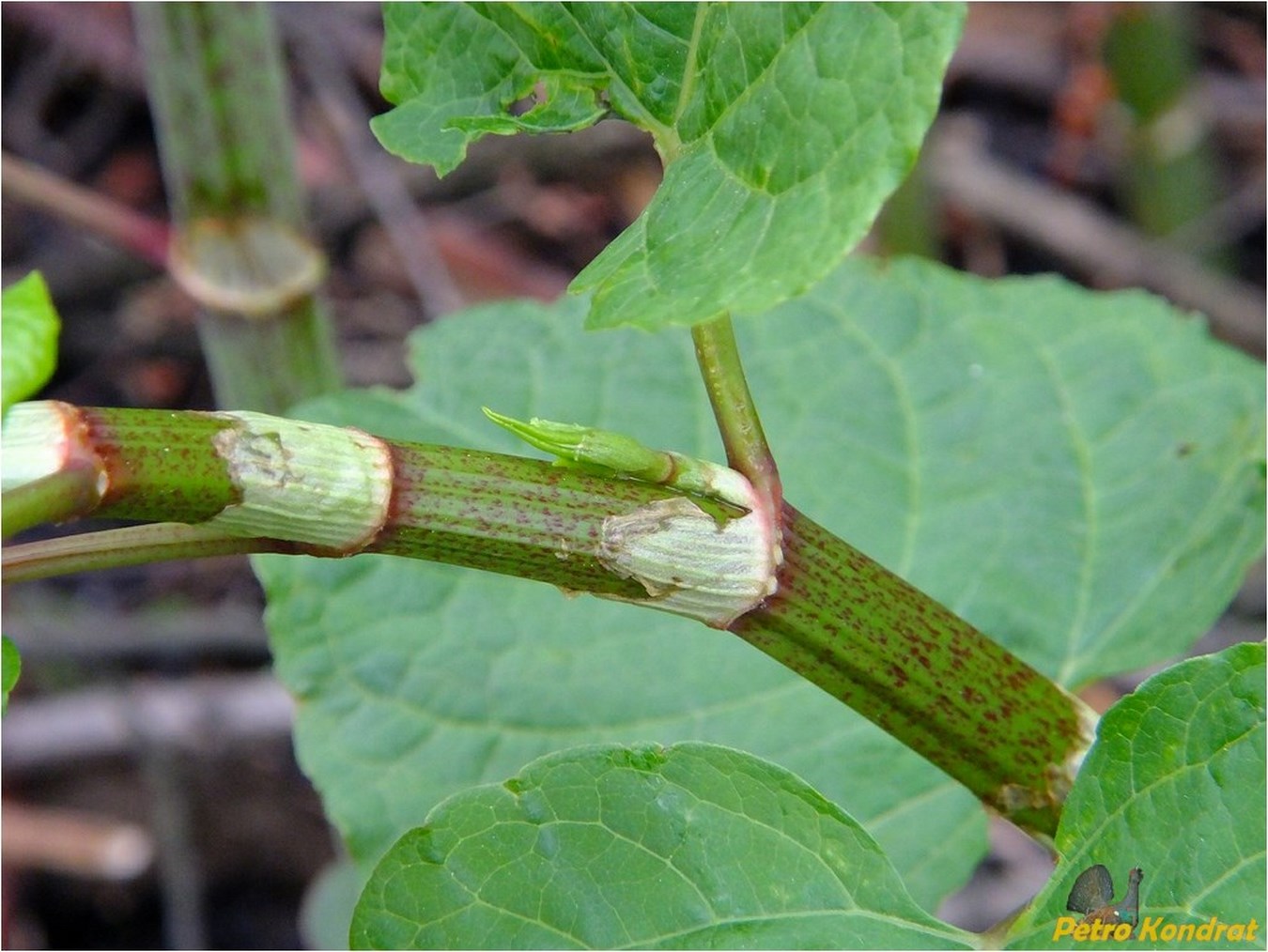 Изображение особи Reynoutria japonica.