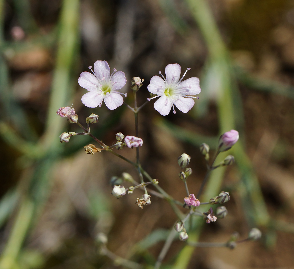 Image of Gypsophila patrinii specimen.