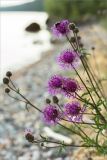 Centaurea scabiosa. Верхушка цветущего растения. Карелия, Заонежье, песчано-галечный пляж. 25.07.2017.