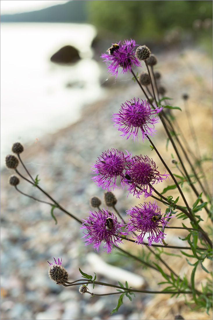 Image of Centaurea scabiosa specimen.