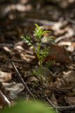 Cardamine impatiens