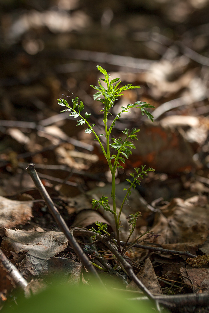 Image of Cardamine impatiens specimen.