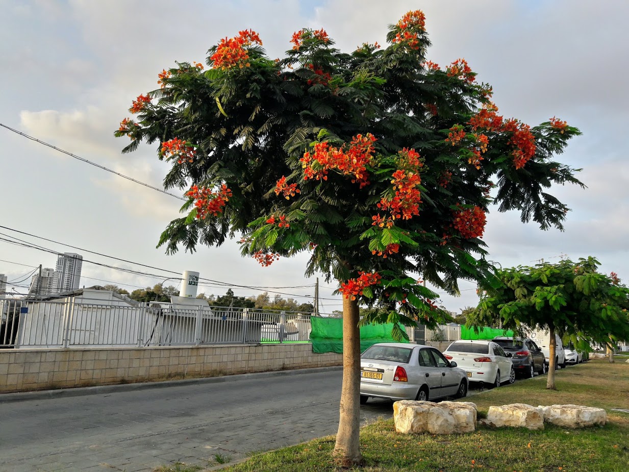 Image of Delonix regia specimen.