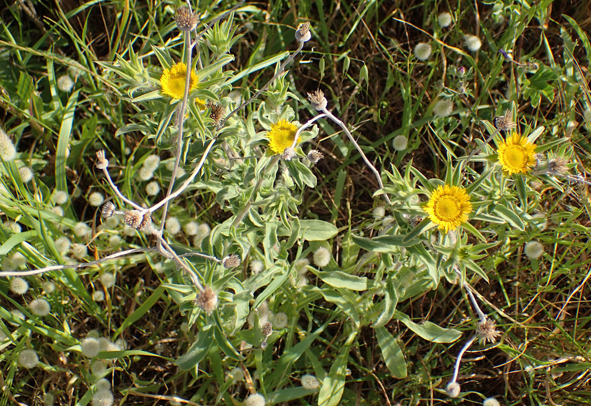 Изображение особи Pallenis spinosa.