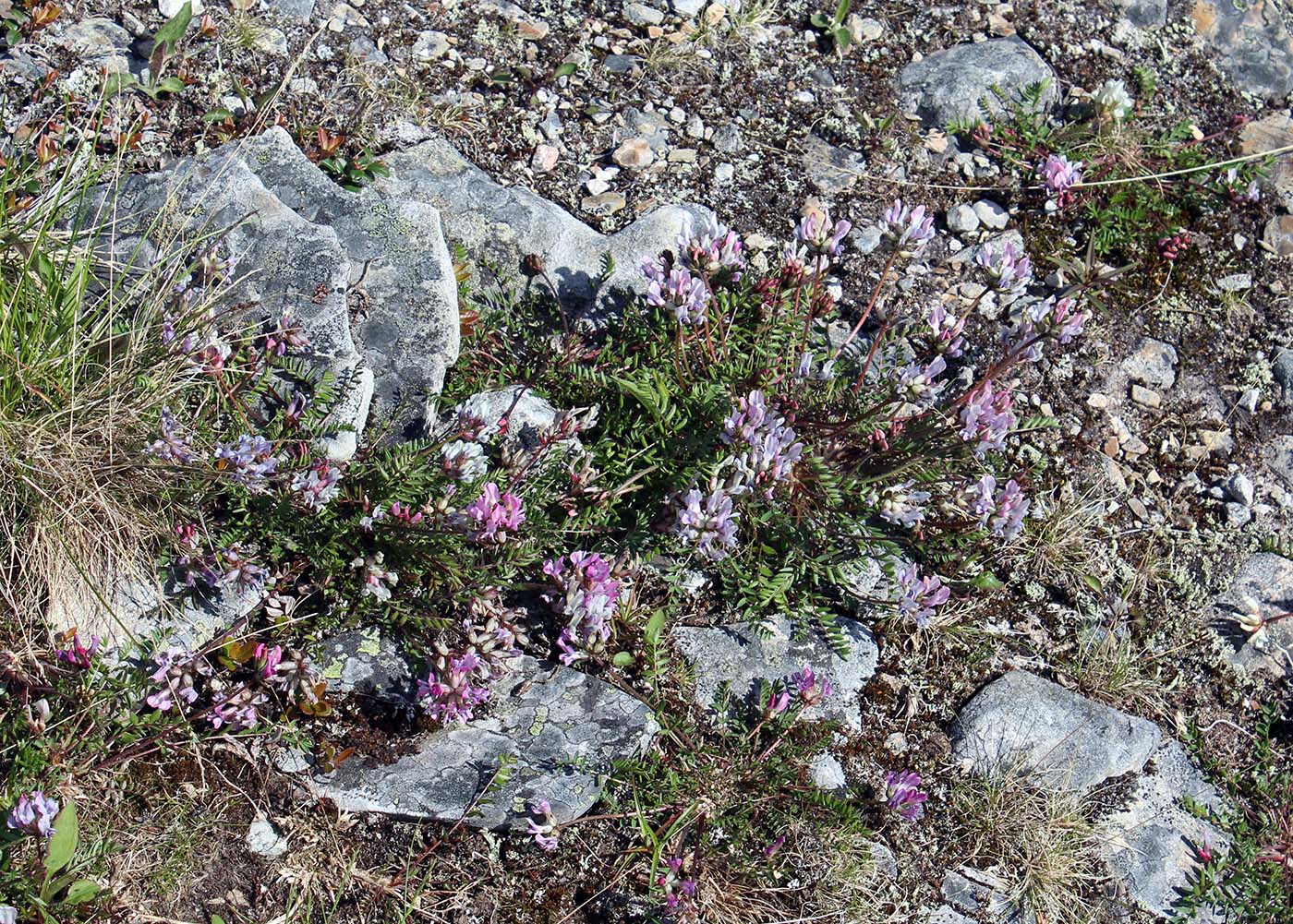 Изображение особи Oxytropis sordida.